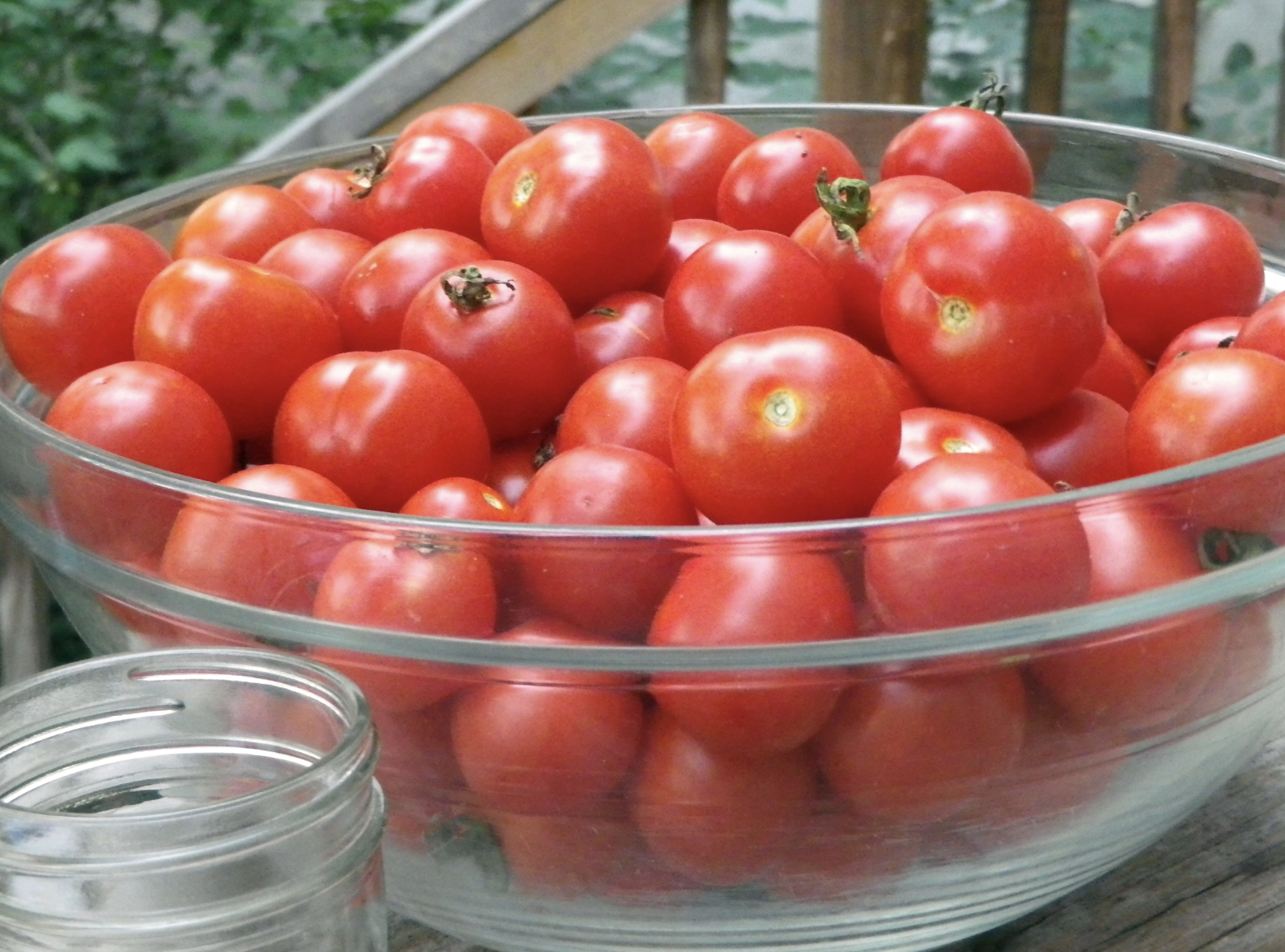 Bowl full of Alston Everlasting Cherry Tomatoes